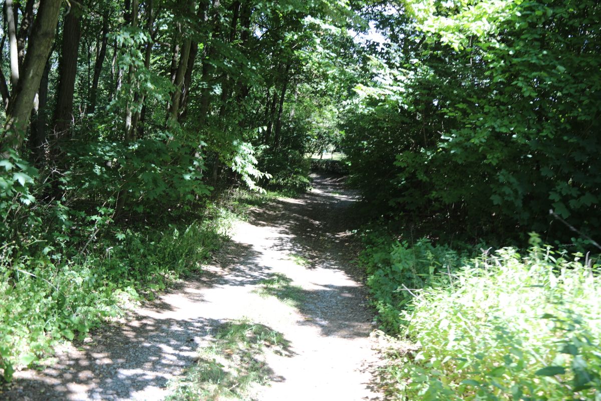 Vom ältesten Bildstock weg führt der Weg durch ein schattiges Waldstück.
