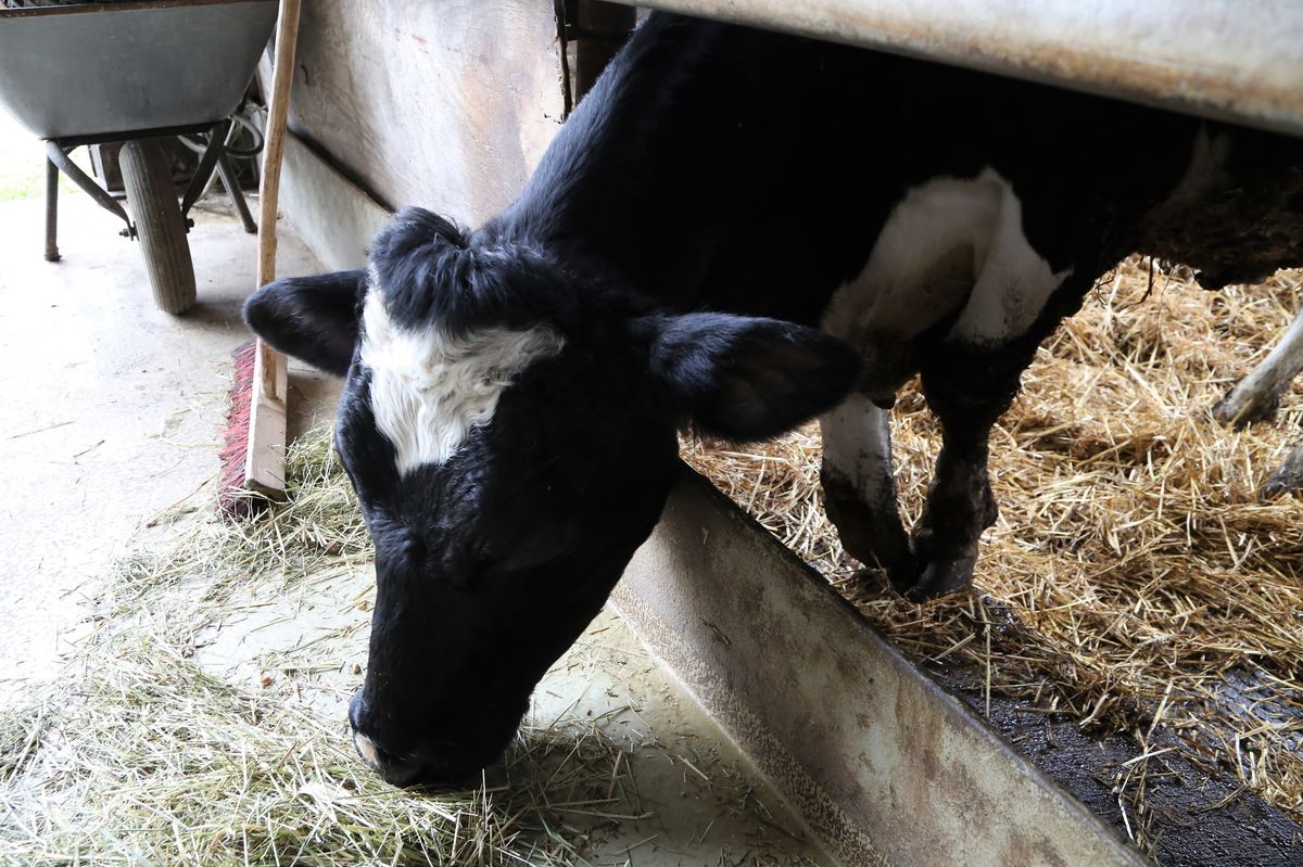 1024/0255_Prokschi Kuh_45067