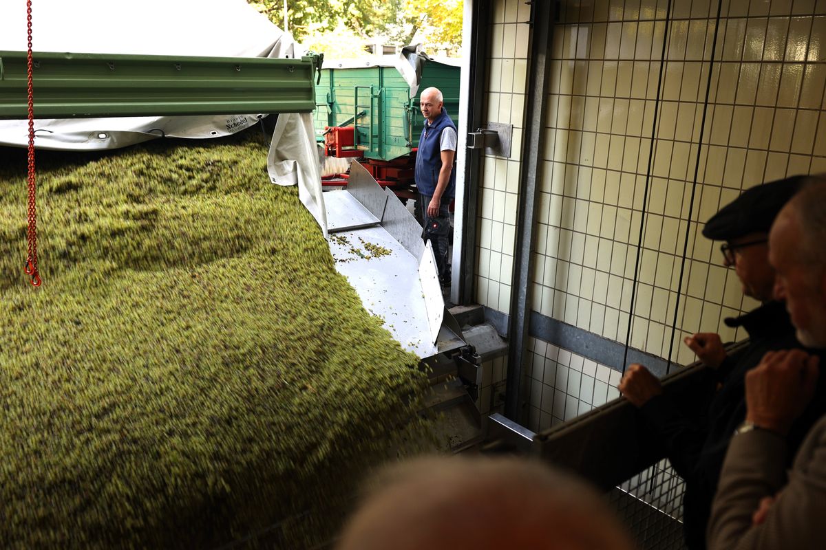 Von einem Anhänger werden frisch gelesene Trauben der Sorte Müller-Thurgau in der Kelterhalle angeliefert.