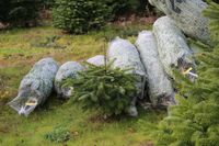 5121/1248_fertige Bäume_31417