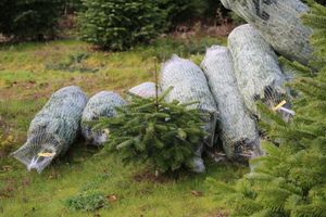 5121/1248_fertige Bäume_31417