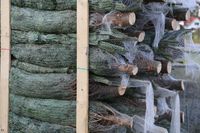 5121/1248_gelagerte Bäume_31413