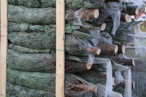 5121/1248_gelagerte Bäume_31413