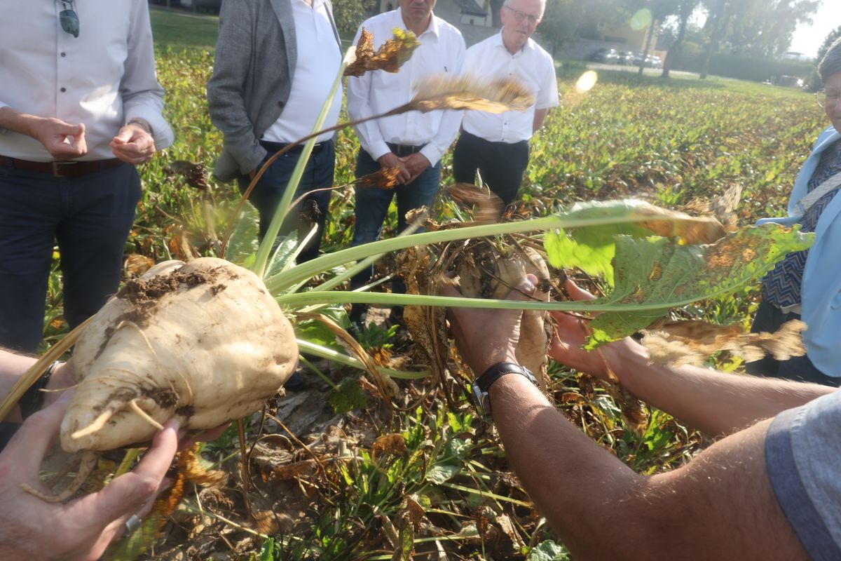 Eine gesunde (links) und eine gummiartig veränderte Zuckerrübe.