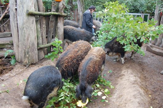 SB/2019/40-Plusbild-Wollschweine III_17607