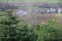 5121/1248_Bäume_31420