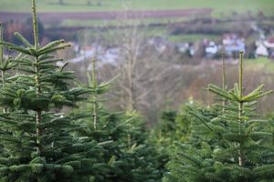 5121/1248_Bäume_31420