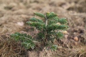 5121/1248_setzling_31418