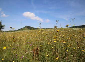 3020/0769 Franziskusweg Handthal_22366