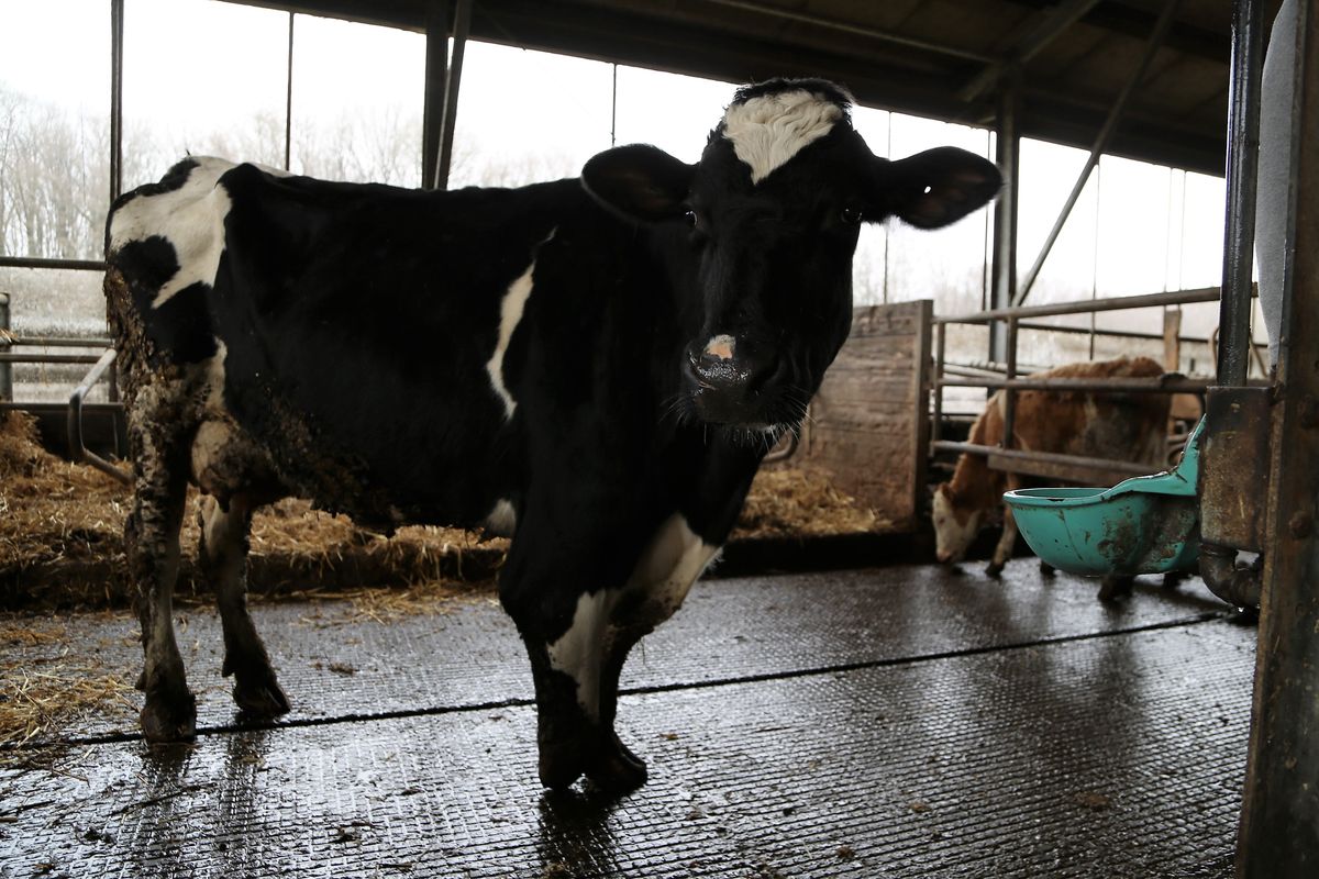 1024/0255_Prokschi Kuh_45061