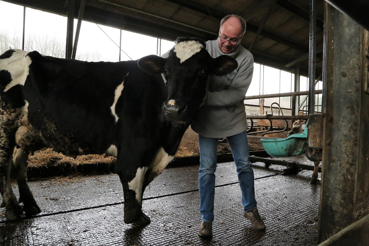 1024/0255_Prokschi Kuh_45062