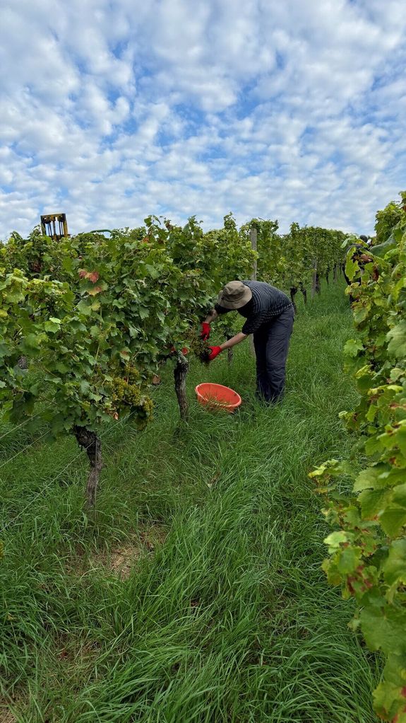 3724/0916 Weinlese Bischof_51355