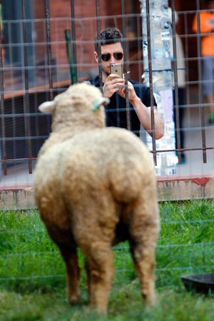 Ein Mann fotografiert ein Schaf auf dem Friedhof der alten St. Patrick
