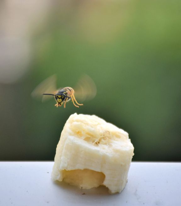 Wespen sind gelb-schwarz geringelt und tun nichts, als einem die Torte vom Teller zu fressen?  Von wegen! Wespen sehen oft ganz anders aus und sind dem Menschen nützlich.  Wespen sind gelb-schwarz geringelt und tun nichts, als einem die Torte vom Teller zu fressen?  Von wegen! Wespen sehen oft ganz anders aus und sind dem Menschen nützlich.