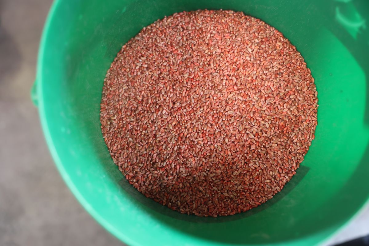 So sieht das fertig gebeizte Saatgut aus, das auf dem Gut in Seligenstadt erzeugt wurde. 