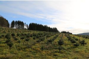 5121/1248_Jungbäume _31422