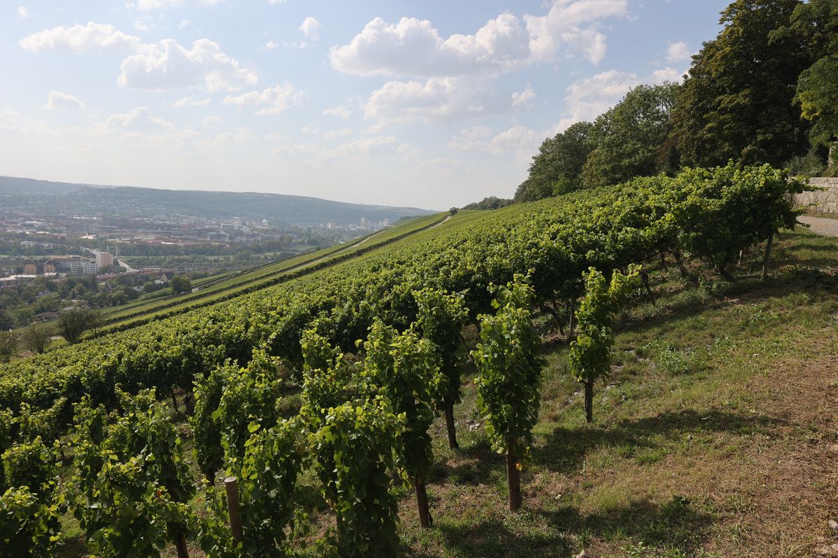 Blick über den Würzburger Stein