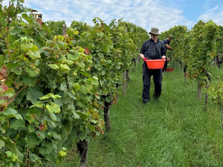 Bischof Dr. Franz Jung half am Dienstag, 3. September, in Escherndorf bei der Weinlese mit. 
