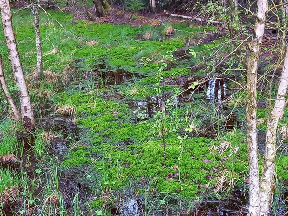 2024/0539 Führung durch Schwarzes Moor_47531