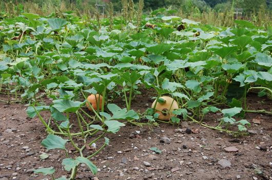 SB/2019/40-Plusbild-Wollschweine IV_17603