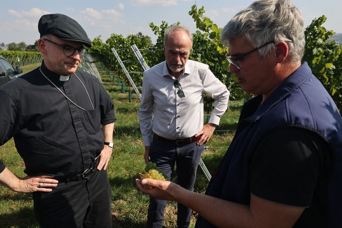 Der Weinbergsmeister zeigt Bischof Dr. Franz Jung zwei unterschiedlich reife Trauben von einer Rebe.