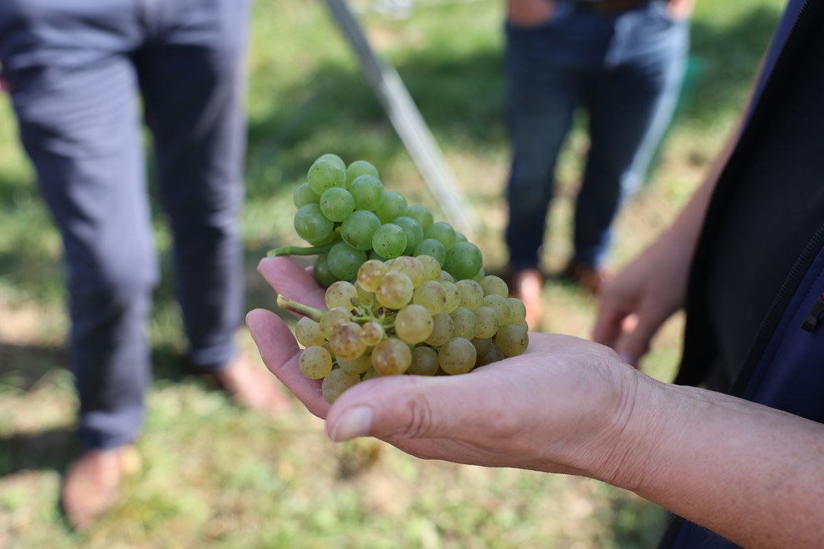 Der Weinbergsmeister zeigt Bischof Dr. Franz Jung zwei unterschiedlich reife Trauben von einer Rebe.